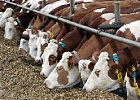 Томских животноводов научат работать с новой версией ИАС «СЕЛЭКС» для организаций молочной отрасли 